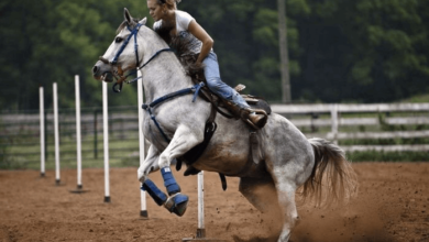 How can I teach my horse pole bending?