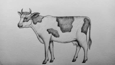 Easy:3wd-Os4zhyu= Cow Drawing