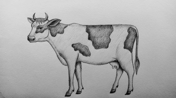 Easy:3wd-Os4zhyu= Cow Drawing