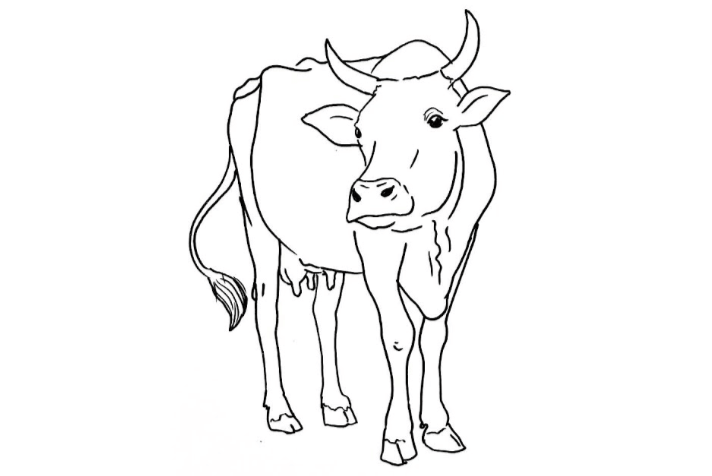 Easy:3wd-Os4zhyu= Cow Drawing