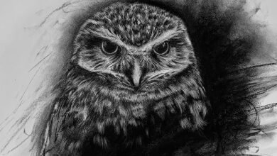 Art:1gprvsbycio= Owl Drawing