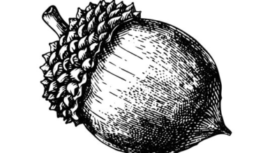 Outline:0b0g8pfu-G0= Acorn Clipart