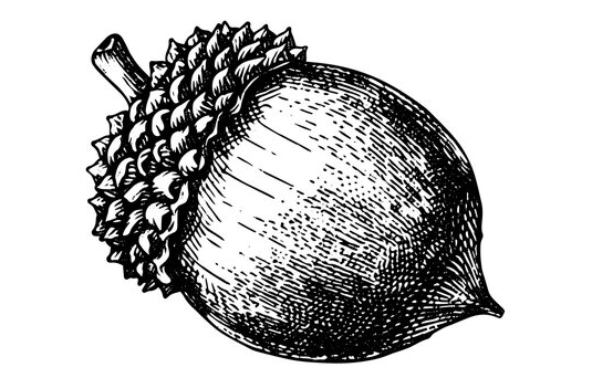 Outline:0b0g8pfu-G0= Acorn Clipart