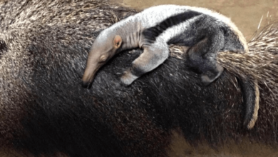 Baby:_R8ktejking= Anteater