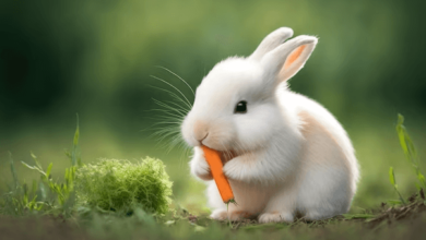 Cute:-Xjcg5dioae= Baby:11tvqgcw0qq= Bunny