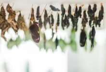 bynbv116 s developmental influence evolution